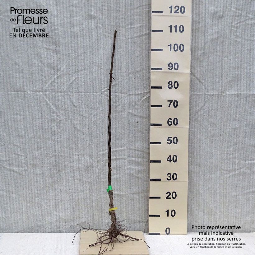 Pyrus communis Beurré Hardy Organic - Pear Tree sample as delivered in winter