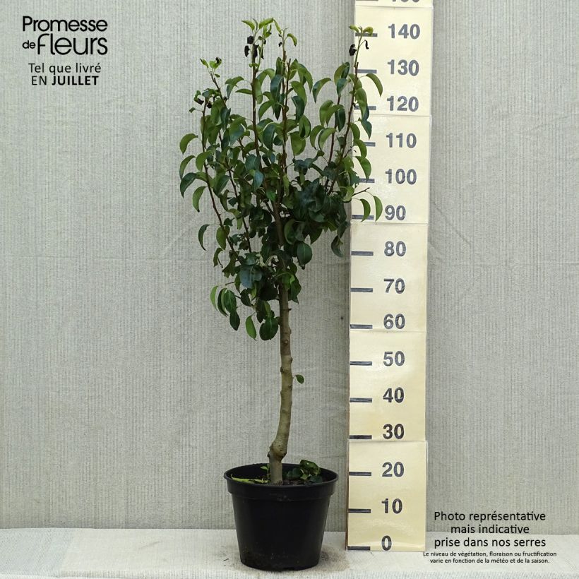 Pyrus communis Beurre Hardy - Pear Tree 7.5L/10L pot, Goblet sample as delivered in summer