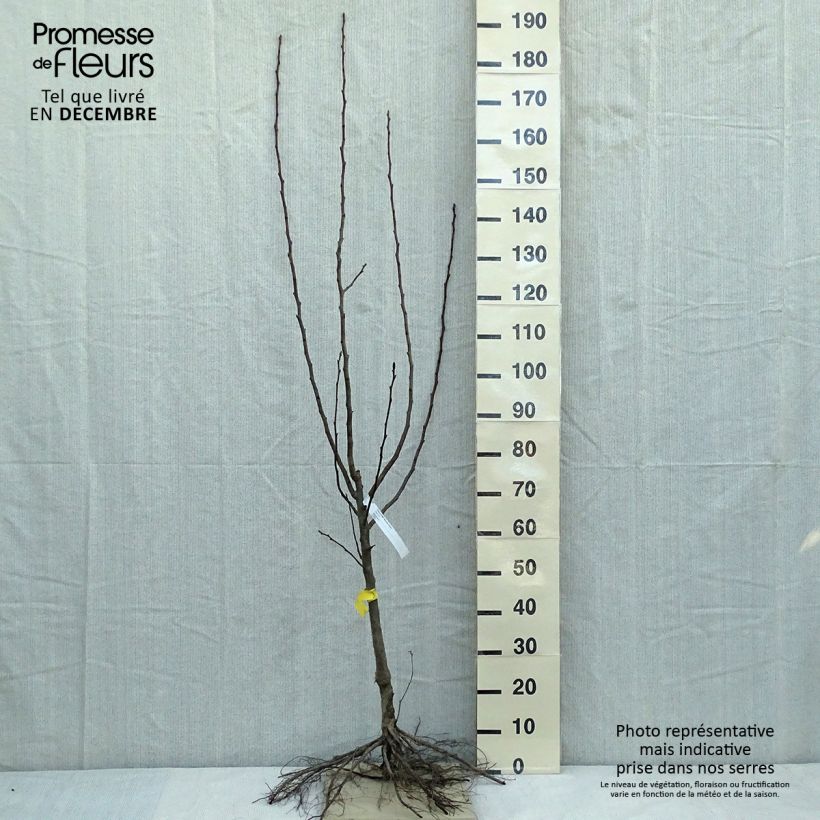Pyrus communis Beurre Hardy - Pear Tree Bare root, Goblet sample as delivered in winter