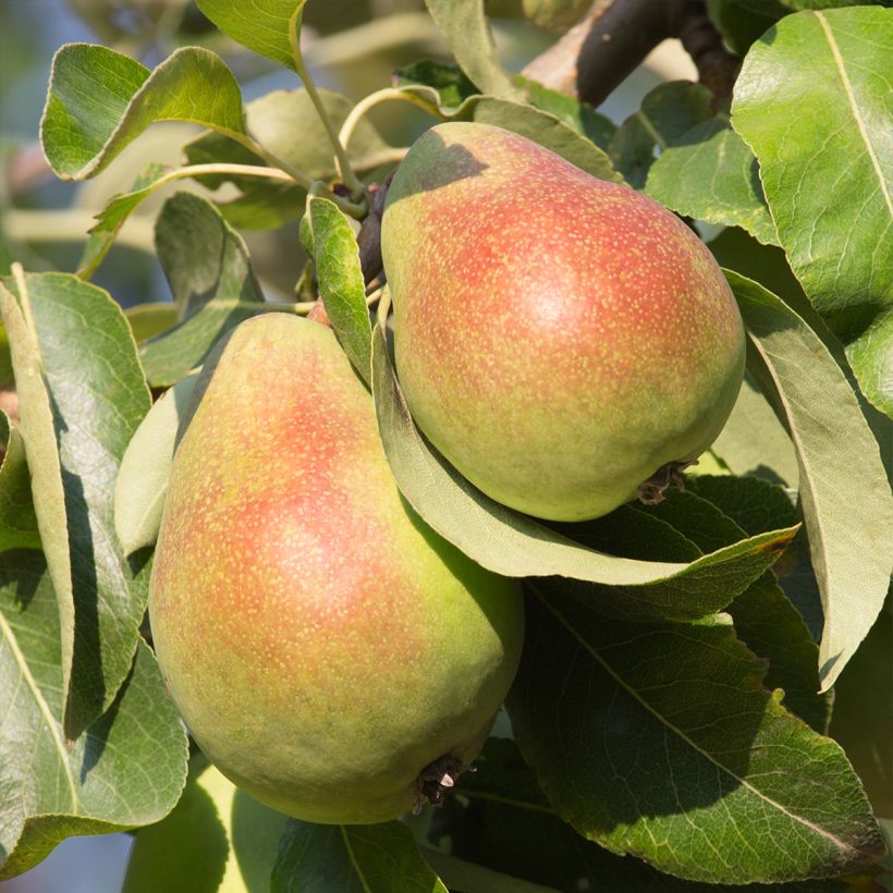 Pyrus communis Beurré Giffard - Pear Tree (Harvest)