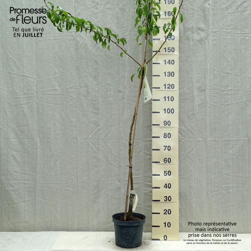 Pyrus communis Charneux - Pear Tree 7.5L/10L pot, Half standard sample as delivered in summer