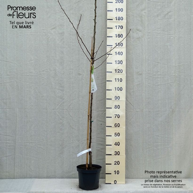 Pyrus communis Charneux - Pear Tree sample as delivered in spring