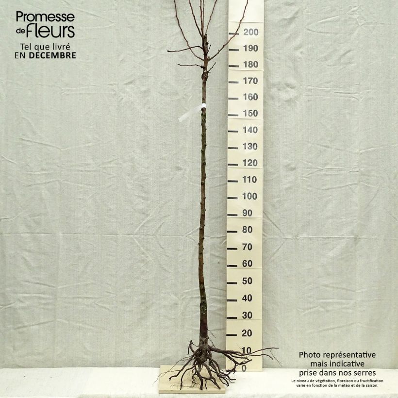 Pyrus communis Charneux - Pear Tree sample as delivered in winter