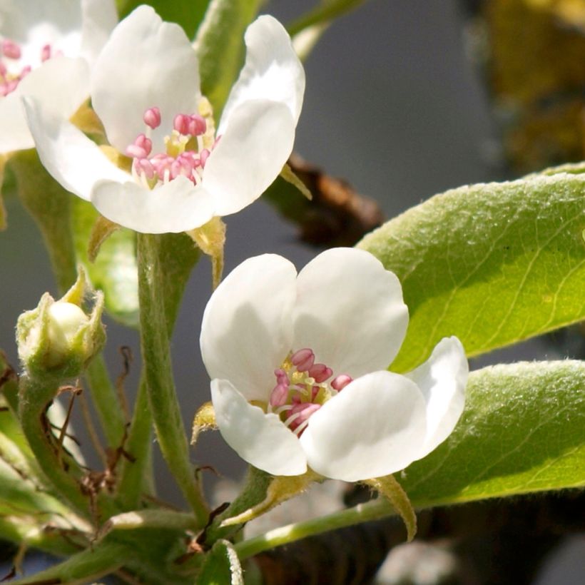 Pyrus communis Charneux - Pear Tree (Flowering)