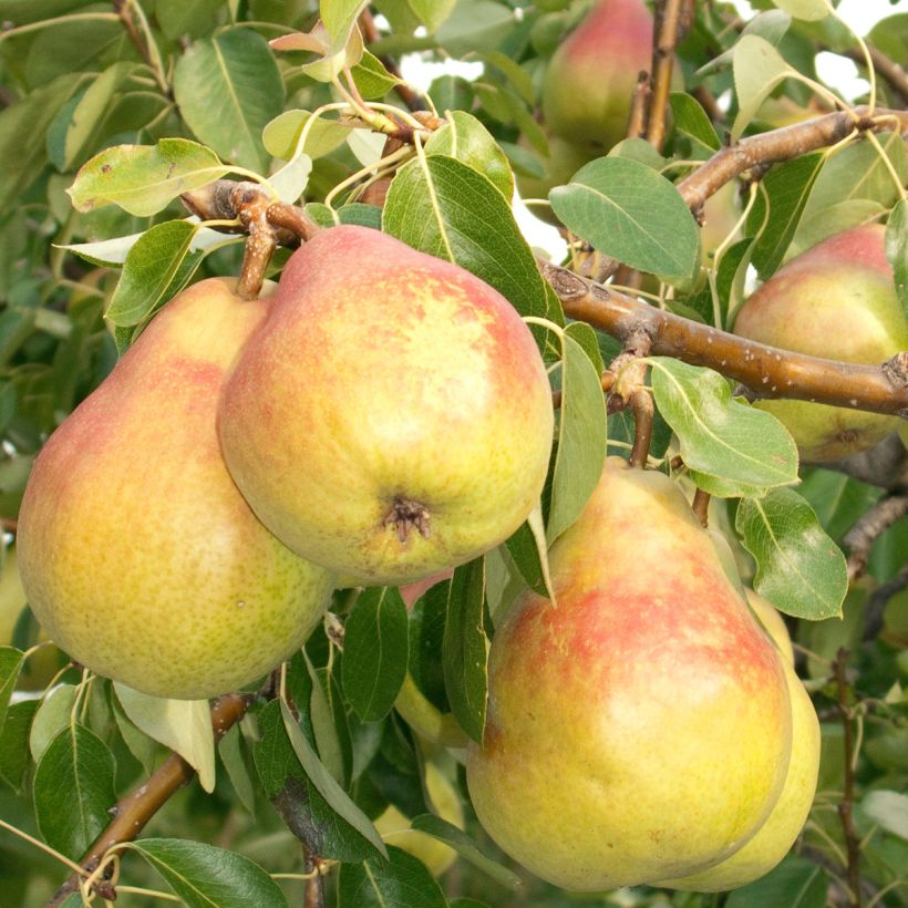 Pyrus communis Clapp’s Favorite - Pear Tree (Harvest)