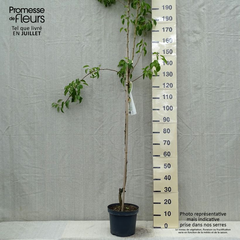 Pyrus communis Clapp’s Favorite - Pear Tree 7.5L/10L pot, Half standard sample as delivered in summer