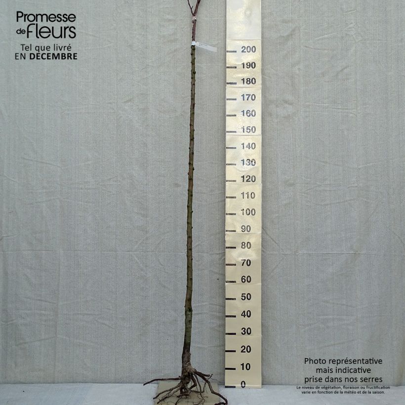 Pyrus communis Clapp’s Favorite - Pear Tree Bare root, StandardShipped height around 250cm sample as delivered in winter