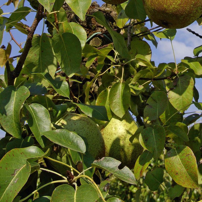 Pyrus communis Comtesse de Paris - Pear Tree (Foliage)