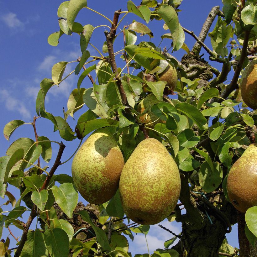 Pyrus communis Comtesse de Paris - Pear Tree (Harvest)