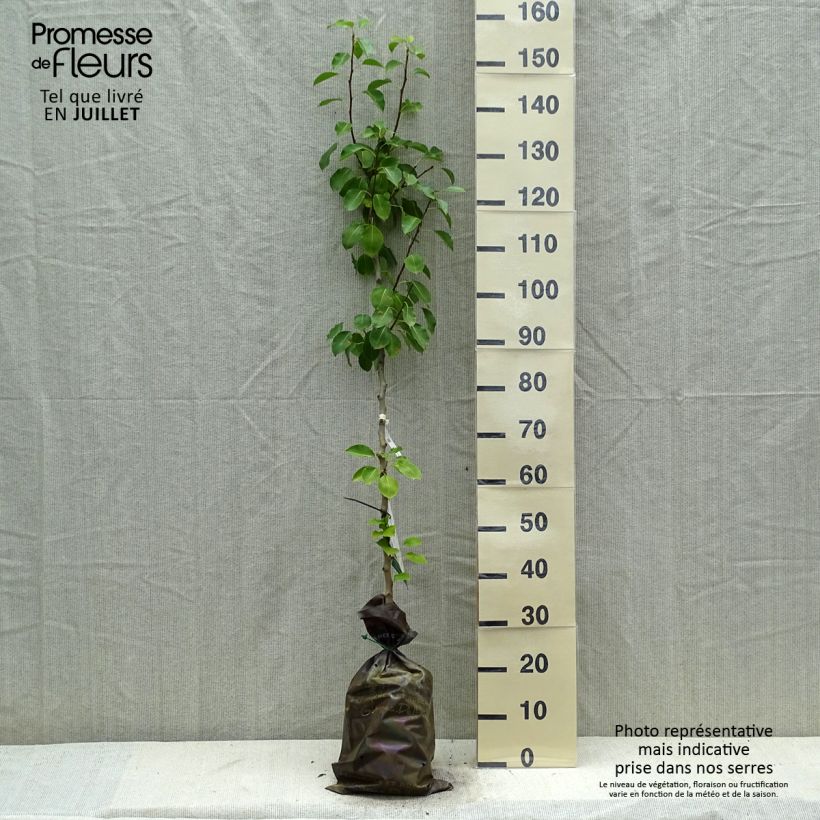 Pyrus communis Comtesse de Paris - Pear Tree Ready-to-plant root ball, Scion sample as delivered in summer