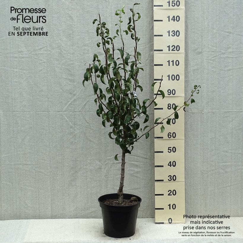 Pyrus communis Comtesse de Paris - Pear Tree 7.5L/10L pot, Scion sample as delivered in summer