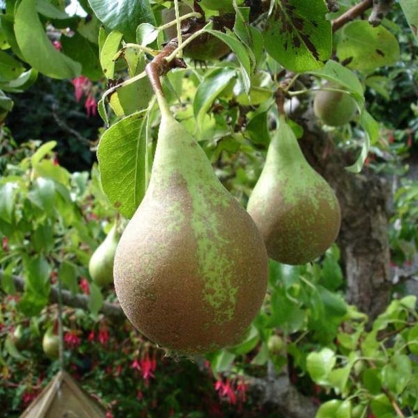 Pyrus communis Conférence - Organic Pear Tree (Harvest)