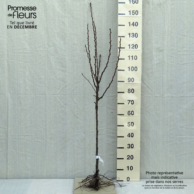 Pyrus communis Conférence - Pear Tree Bare root, Goblet sample as delivered in winter