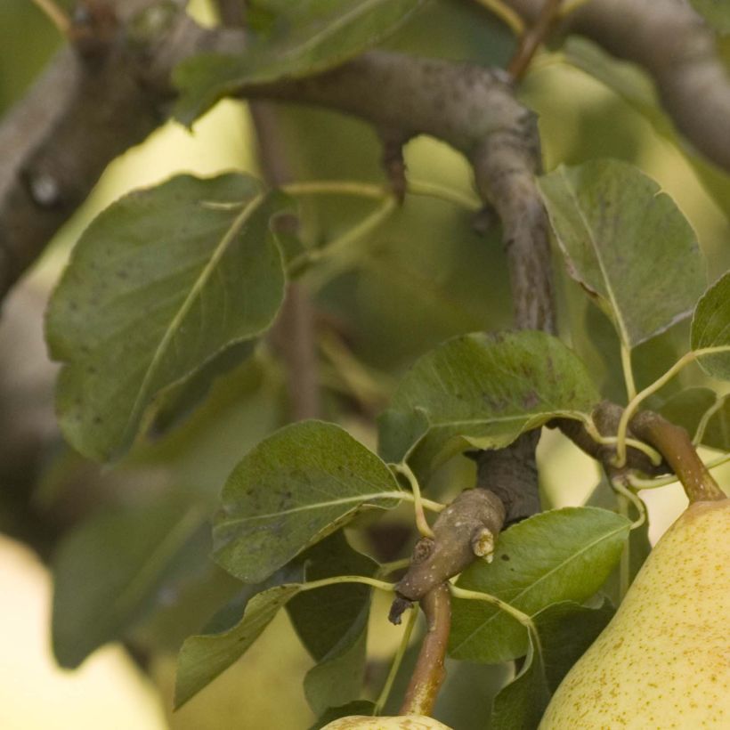 Pyrus communis Delbardèlice - Pear Tree (Foliage)