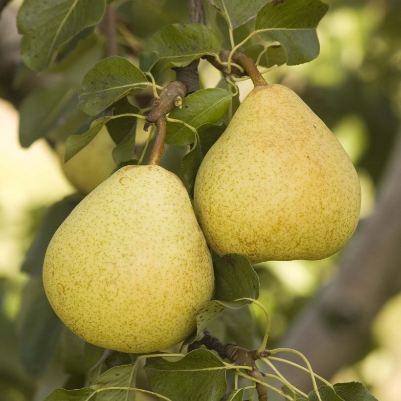 Pyrus communis Delbardèlice - Pear Tree (Harvest)