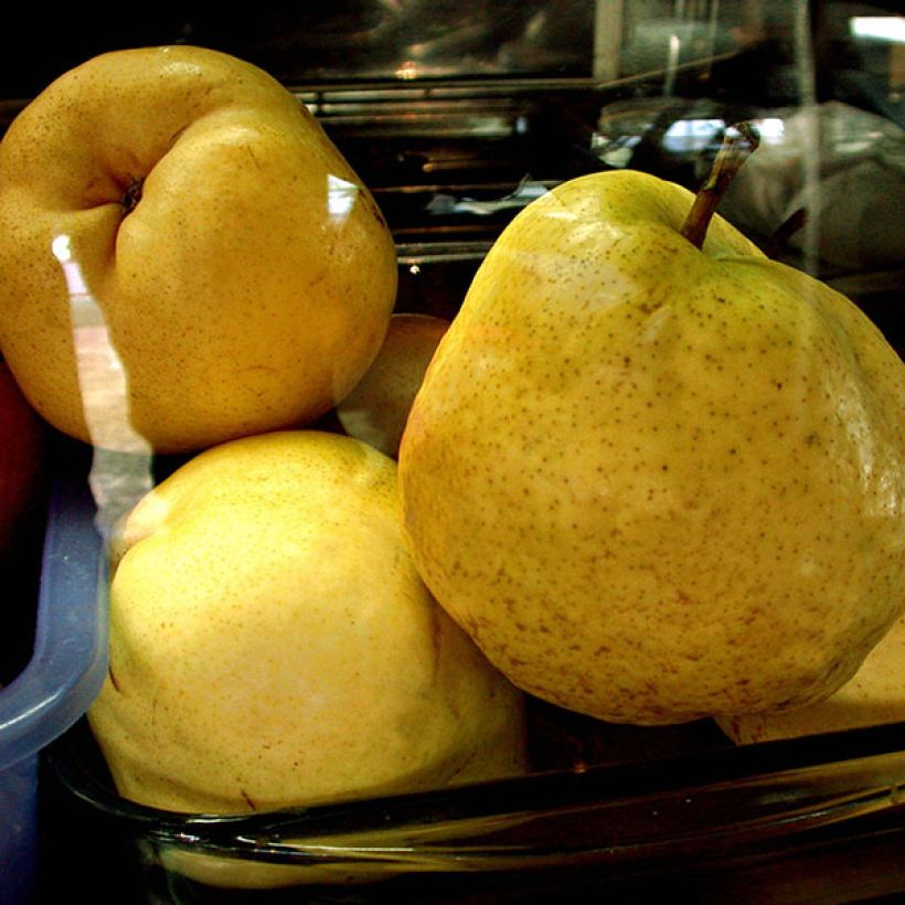 Pyrus communis Deveci - Pear Tree (Harvest)