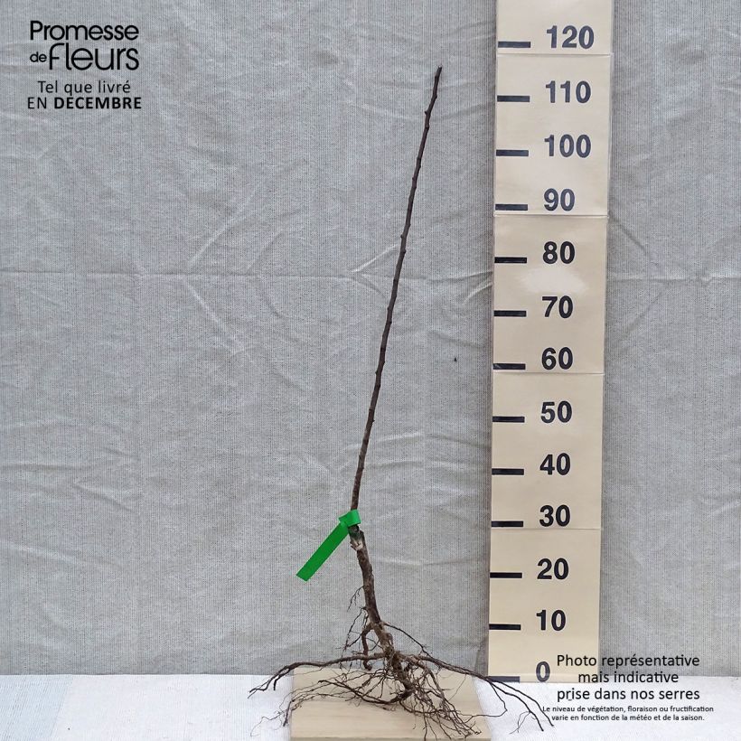 Pyrus communis Doyenné d'hiver - Pear Tree Bare root, Scion sample as delivered in winter
