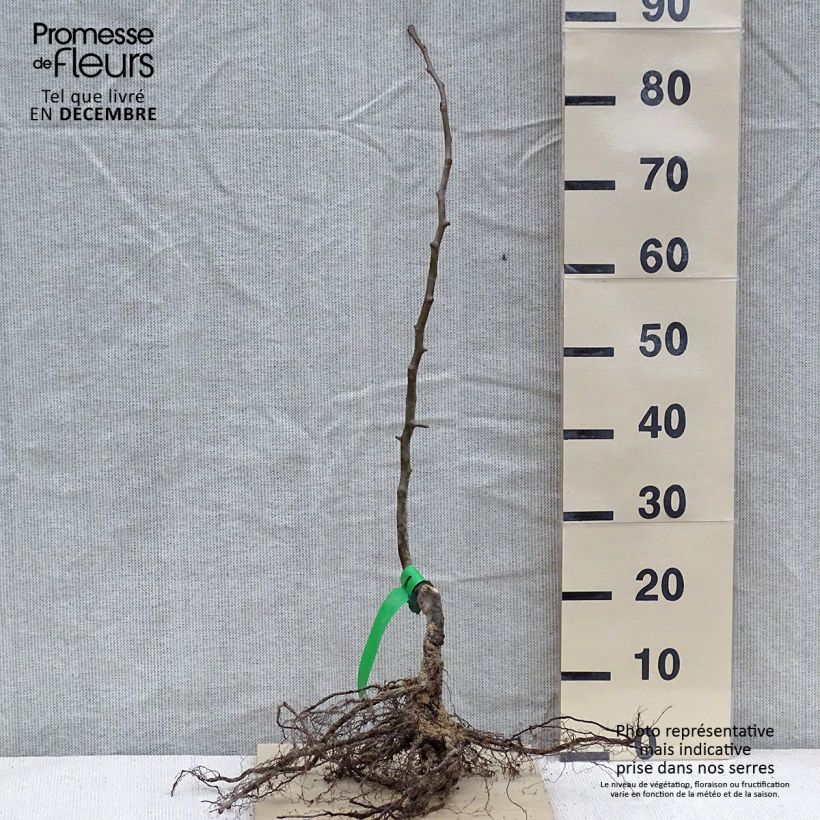 Pyrus communis Doyenné du Comice - Pear Tree sample as delivered in winter