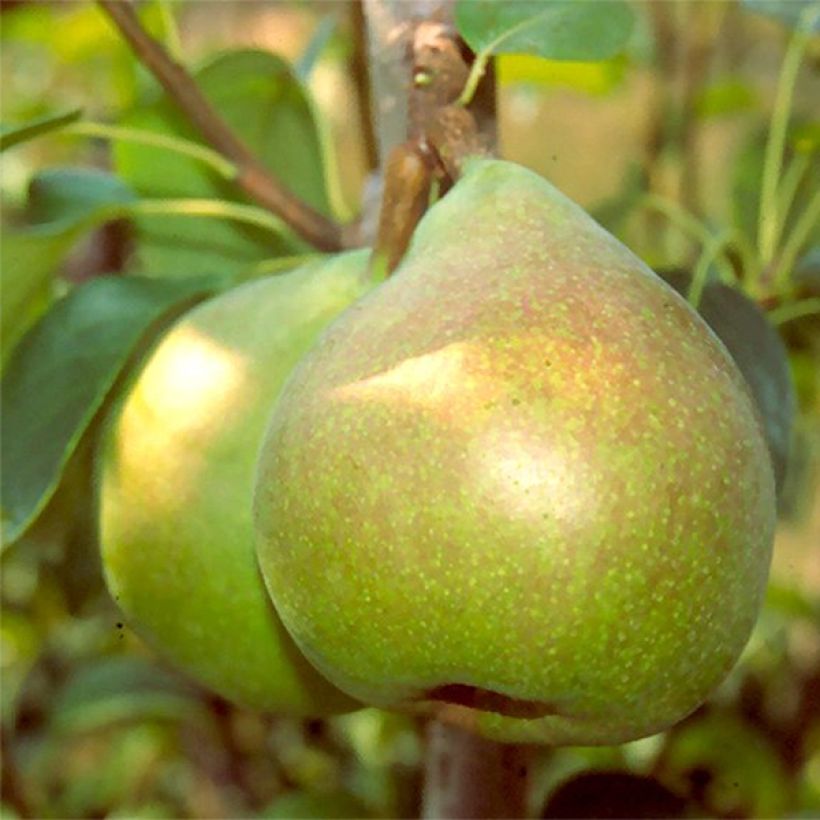 Pyrus communis Doyenné du Comice - Organic Pear Tree (Harvest)