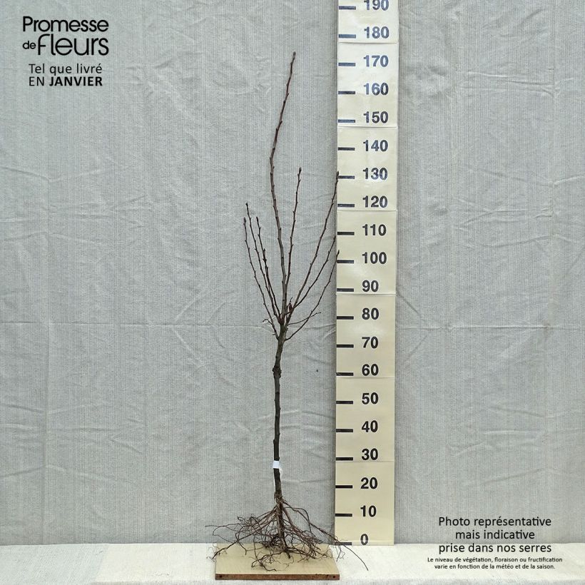 Pyrus communis Doyenné du Comice - Pear Tree Bare root, Goblet sample as delivered in winter