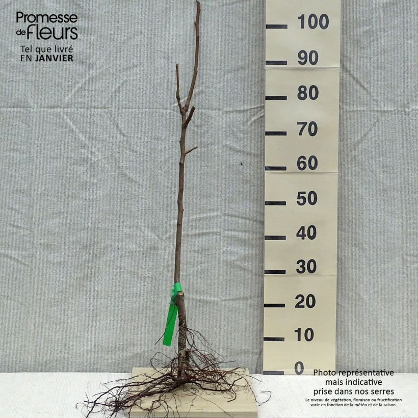 Pyrus communis Duchesse d'Angouleme - Pear Tree Bare root, Scion sample as delivered in winter