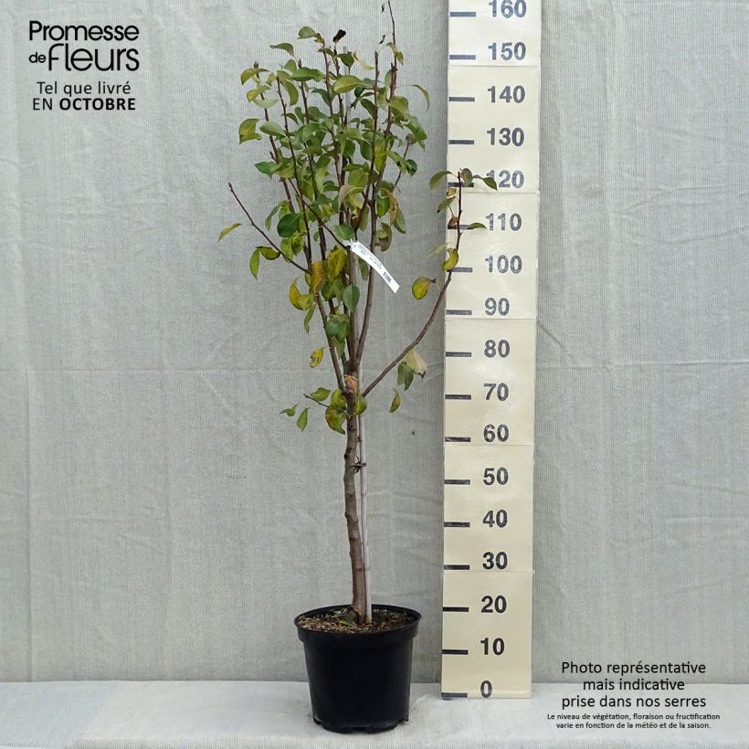 Pyrus communis Duchesse d'Angouleme - Pear Tree 7.5L/10L pot, Goblet sample as delivered in autumn