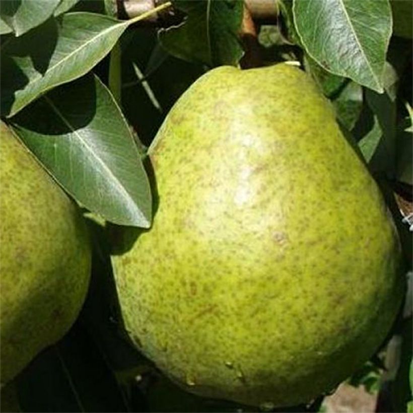 Pyrus communis Duchesse d'Angouleme - Pear Tree (Harvest)