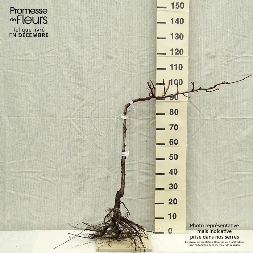 Pyrus communis Fertilia Delbard - Pear Tree Bare root, Single cordon sample as delivered in winter