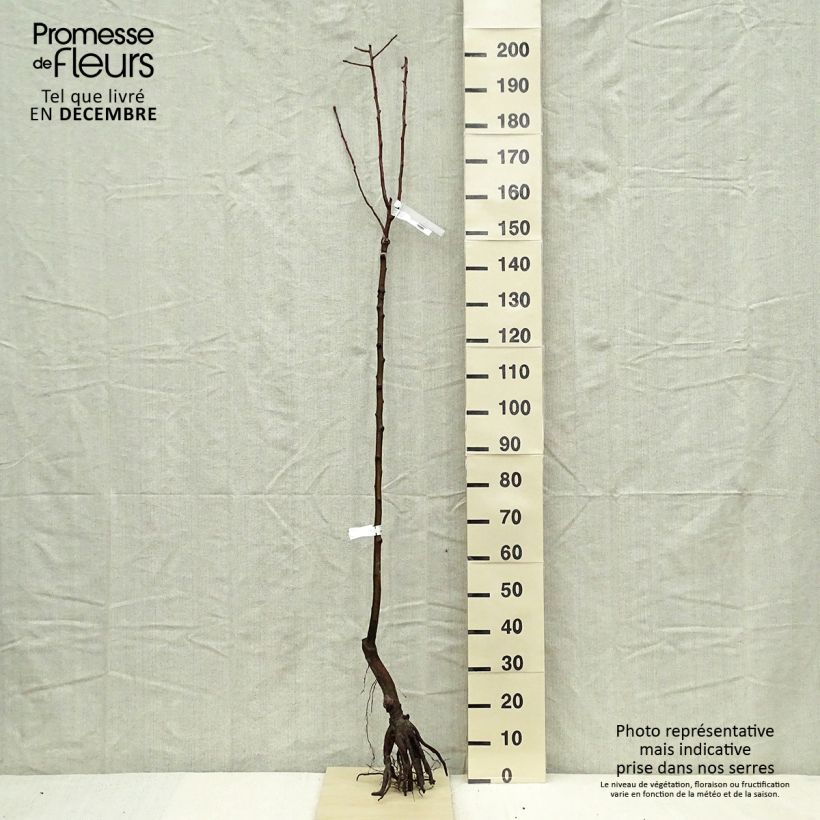 Pyrus communis Fertilia Delbard - Pear Tree sample as delivered in winter