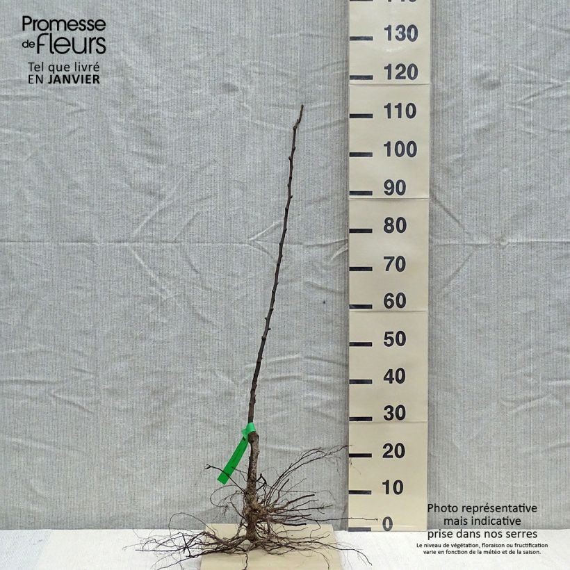 Pyrus communis Jeanne d’Arc - Pear Tree Bare root, Scion sample as delivered in winter