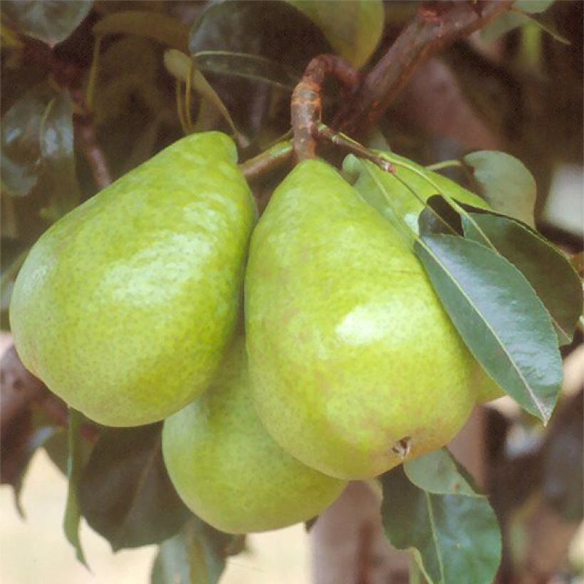 Pyrus communis Jules Guyot - Pear Tree (Harvest)