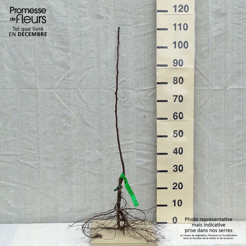 Pyrus communis Jules Guyot - Pear Tree Bare root, Scion sample as delivered in winter