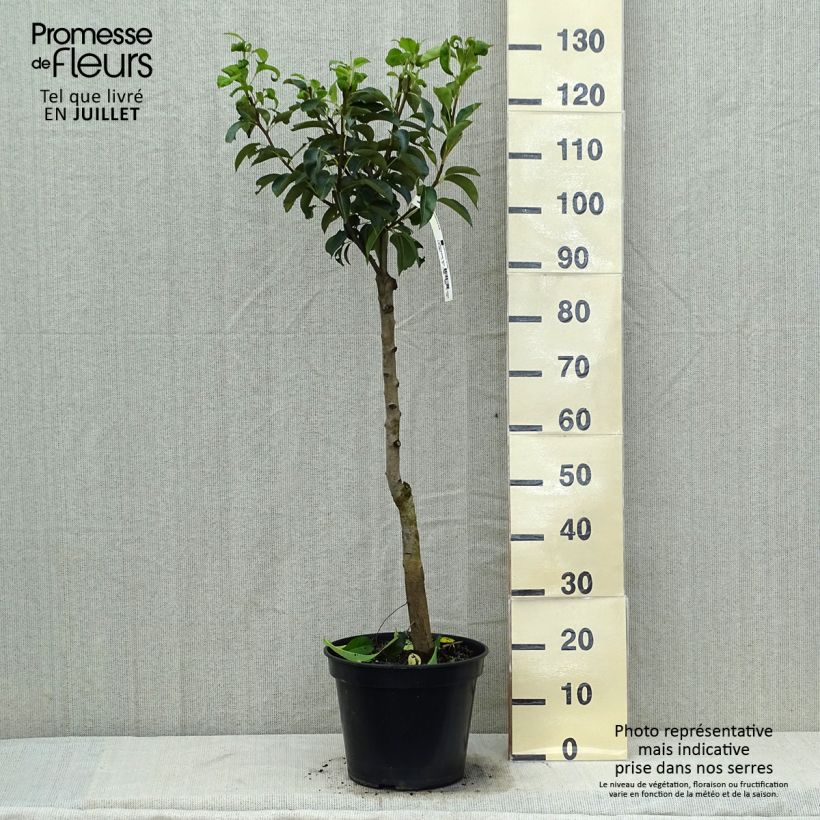 Pyrus communis Jules Guyot - Pear Tree 7.5L/10L pot, Goblet sample as delivered in summer
