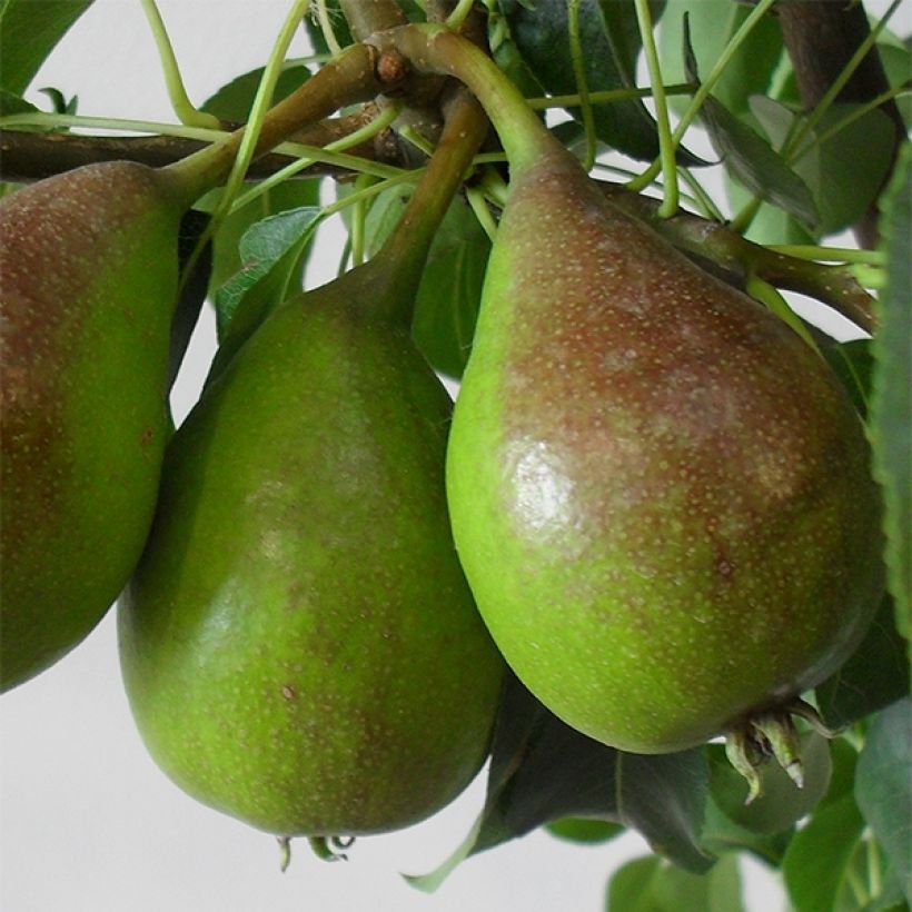 Pyrus communis Louise Bonne d'Avranches - Organic Pear Tree (Harvest)