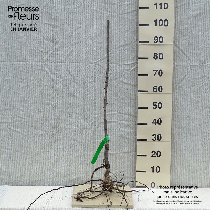 Pyrus communis Louise Bonne d'Avranches - Organic Pear Tree Bare root, Scion sample as delivered in winter