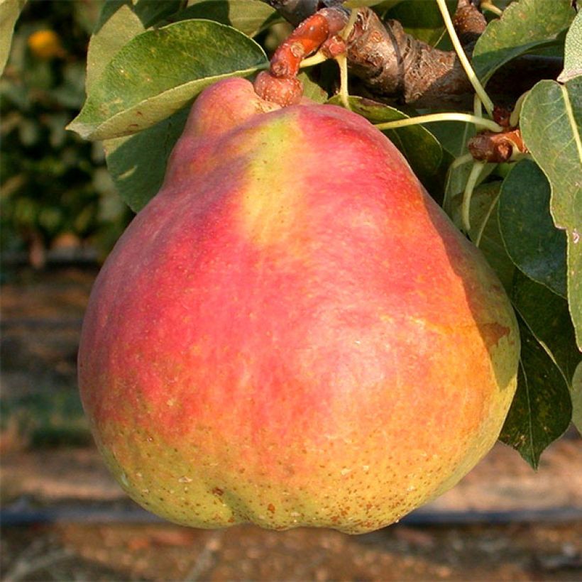 Pyrus communis Marguerite Marillat - Pear Tree (Harvest)