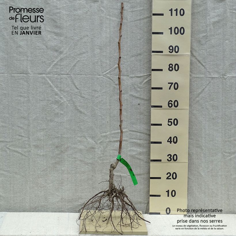 Pyrus communis Marguerite Marillat - Pear Tree sample as delivered in winter