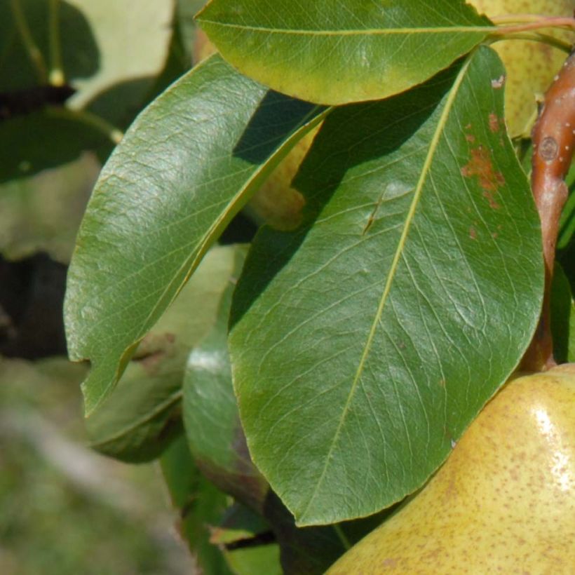 Pyrus communis Belle Helene - Pear Tree (Foliage)