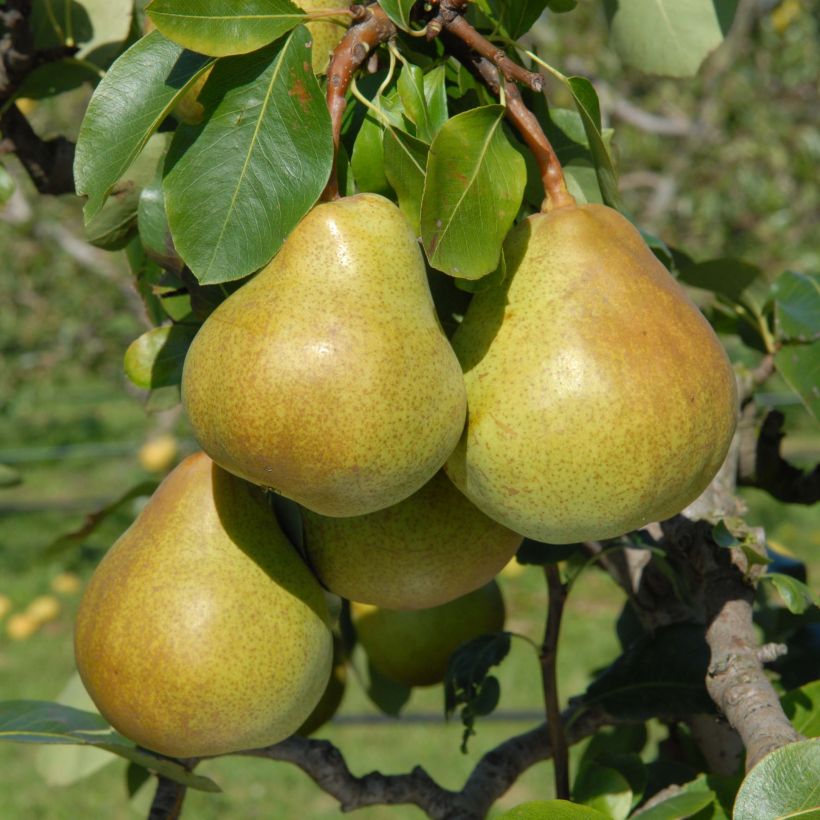 Pyrus communis Belle Helene - Pear Tree (Harvest)