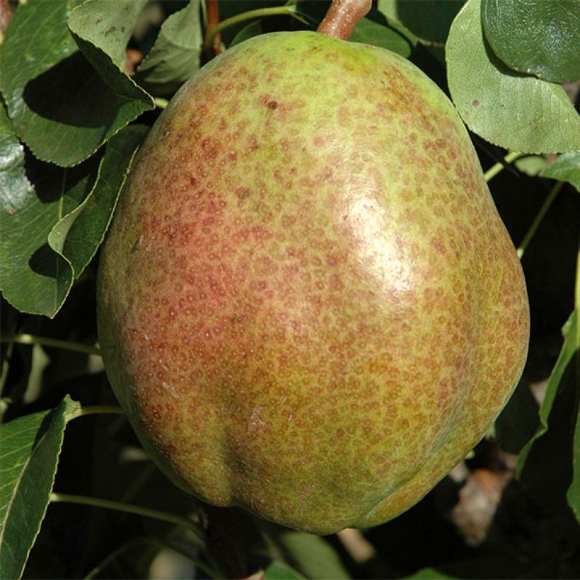 Pyrus communis Obelus - Pear Tree (Harvest)