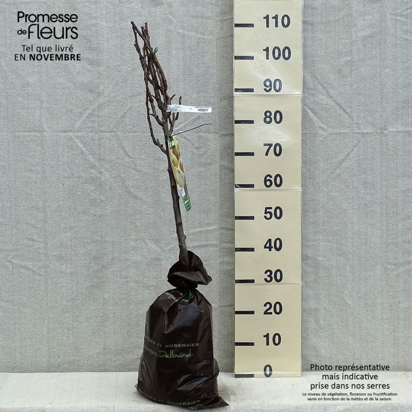 Pyrus communis Peradel - Pear Tree Ready-to-plant root ball, Goblet sample as delivered in autumn