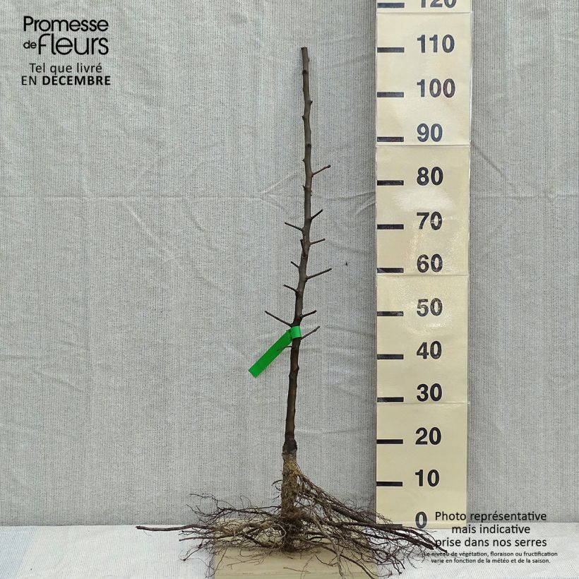 Pyrus communis General Leclerc - Pear Tree Bare root, Scion sample as delivered in winter