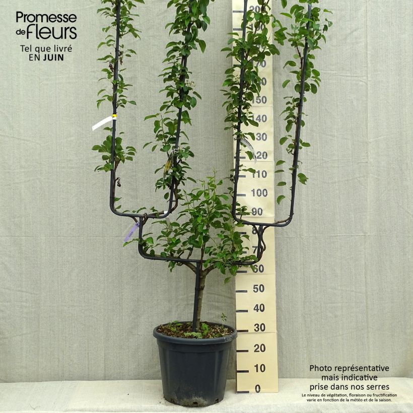 Pyrus communis General Leclerc - Pear Tree 30L/35L pot, Double u-shaped espalier sample as delivered in summer