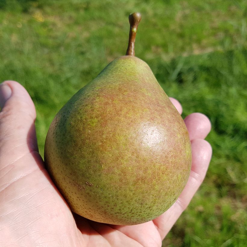 Pyrus communis Saint Rémy - Pear Tree (Harvest)