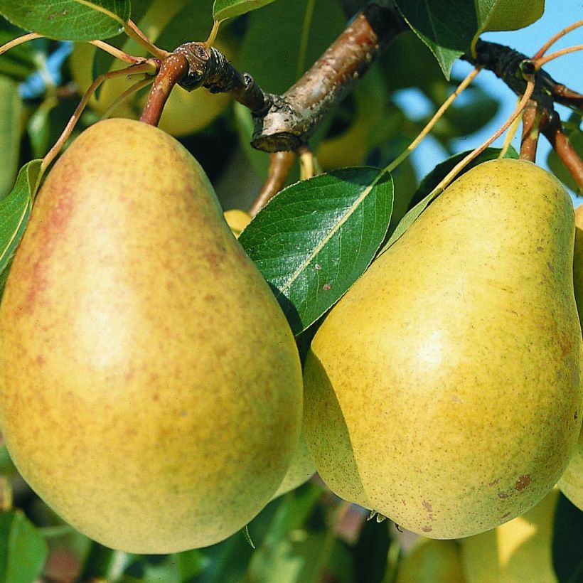 Pyrus communis Sucrée de Montluçon - Pear Tree (Harvest)