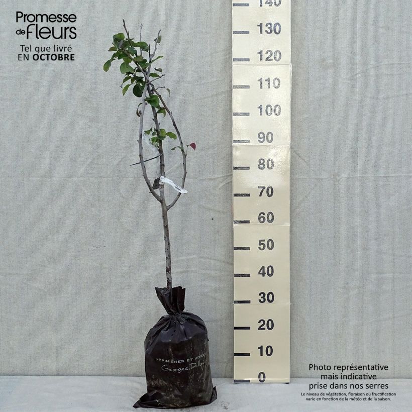 Pyrus communis Sucrée de Montluçon - Pear Tree sample as delivered in autumn