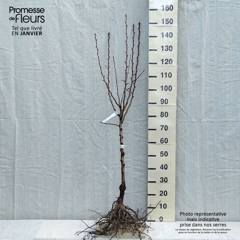 Pyrus communis Super Comice Delbard - Pear Tree sample as delivered in winter