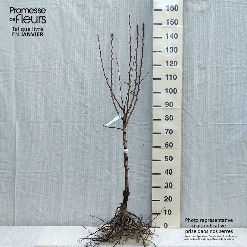 Pyrus communis Super Comice Delbard - Pear Tree Bare root, Goblet sample as delivered in winter