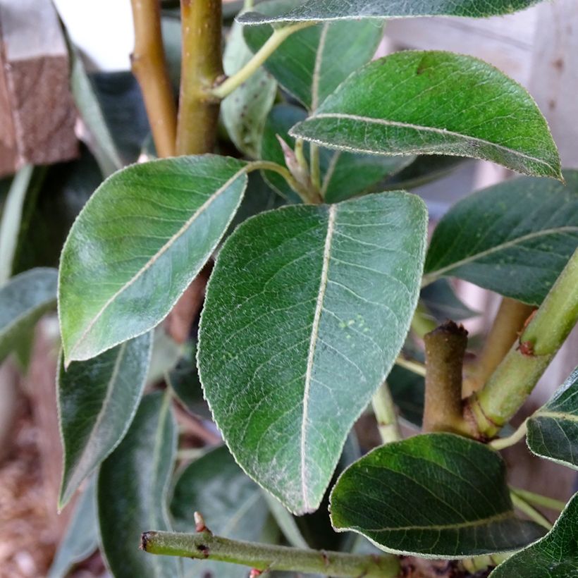 Pyrus communis Williams Bon Chrétien Pear Tree (Foliage)