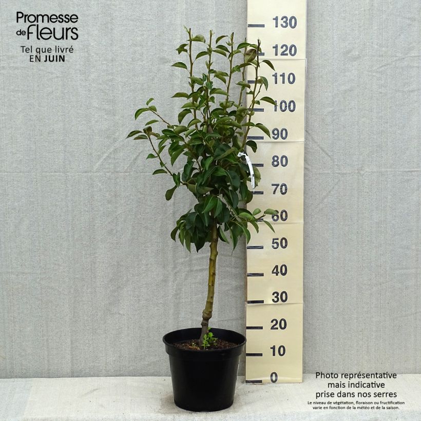 Pyrus communis Williams Bon Chrétien Pear Tree 7.5L/10L pot, Goblet sample as delivered in summer